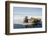 Norway, Spitsbergen, Nordauslandet. Walrus Group Rests on Sea Ice-Steve Kazlowski-Framed Premium Photographic Print