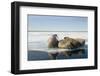 Norway, Spitsbergen, Nordauslandet. Walrus Group Rests on Sea Ice-Steve Kazlowski-Framed Premium Photographic Print