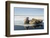 Norway, Spitsbergen, Nordauslandet. Walrus Group Rests on Sea Ice-Steve Kazlowski-Framed Photographic Print