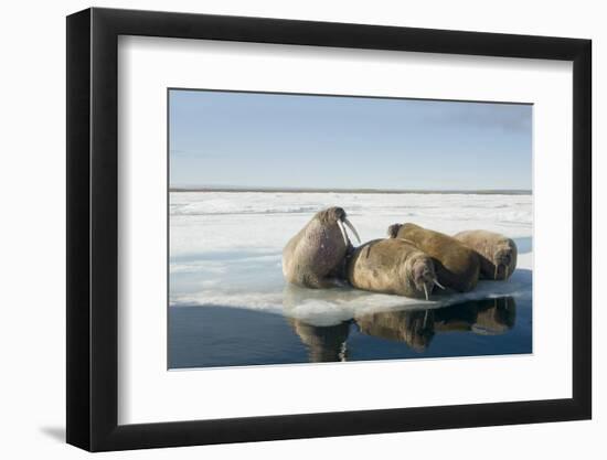 Norway, Spitsbergen, Nordauslandet. Walrus Group Rests on Sea Ice-Steve Kazlowski-Framed Photographic Print