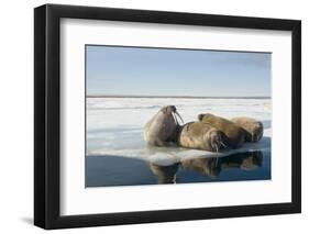 Norway, Spitsbergen, Nordauslandet. Walrus Group Rests on Sea Ice-Steve Kazlowski-Framed Photographic Print