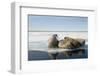 Norway, Spitsbergen, Nordauslandet. Walrus Group Rests on Sea Ice-Steve Kazlowski-Framed Photographic Print