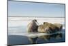 Norway, Spitsbergen, Nordauslandet. Walrus Group Rests on Sea Ice-Steve Kazlowski-Mounted Photographic Print