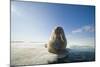 Norway, Spitsbergen, Nordauslandet. Walrus Resting on Pack Ice-Steve Kazlowski-Mounted Photographic Print