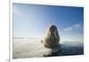 Norway, Spitsbergen, Nordauslandet. Walrus Resting on Pack Ice-Steve Kazlowski-Framed Photographic Print