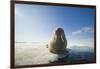 Norway, Spitsbergen, Nordauslandet. Walrus Resting on Pack Ice-Steve Kazlowski-Framed Photographic Print