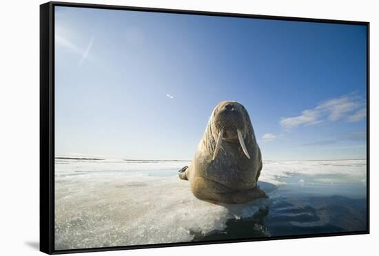 Norway, Spitsbergen, Nordauslandet. Walrus Resting on Pack Ice-Steve Kazlowski-Framed Stretched Canvas