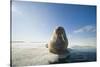 Norway, Spitsbergen, Nordauslandet. Walrus Resting on Pack Ice-Steve Kazlowski-Stretched Canvas