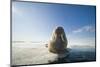 Norway, Spitsbergen, Nordauslandet. Walrus Resting on Pack Ice-Steve Kazlowski-Mounted Photographic Print