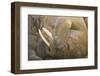 Norway, Spitsbergen, Nordaustlandet. Bull Walrus Scratching its Face-Steve Kazlowski-Framed Photographic Print