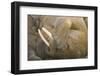 Norway, Spitsbergen, Nordaustlandet. Bull Walrus Scratching its Face-Steve Kazlowski-Framed Photographic Print