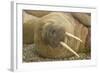 Norway, Spitsbergen, Nordaustlandet. Walrus Bull Resting on a Beach-Steve Kazlowski-Framed Photographic Print