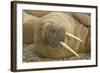 Norway, Spitsbergen, Nordaustlandet. Walrus Bull Resting on a Beach-Steve Kazlowski-Framed Photographic Print