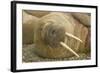 Norway, Spitsbergen, Nordaustlandet. Walrus Bull Resting on a Beach-Steve Kazlowski-Framed Photographic Print