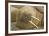 Norway, Spitsbergen, Nordaustlandet. Walrus Bull Resting on a Beach-Steve Kazlowski-Framed Photographic Print