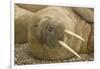 Norway, Spitsbergen, Nordaustlandet. Walrus Bull Resting on a Beach-Steve Kazlowski-Framed Photographic Print