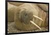 Norway, Spitsbergen, Nordaustlandet. Walrus Bull Resting on a Beach-Steve Kazlowski-Framed Photographic Print