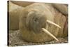 Norway, Spitsbergen, Nordaustlandet. Walrus Bull Resting on a Beach-Steve Kazlowski-Stretched Canvas