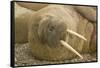 Norway, Spitsbergen, Nordaustlandet. Walrus Bull Resting on a Beach-Steve Kazlowski-Framed Stretched Canvas