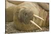 Norway, Spitsbergen, Nordaustlandet. Walrus Bull Resting on a Beach-Steve Kazlowski-Stretched Canvas