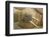 Norway, Spitsbergen, Nordaustlandet. Walrus Bull Resting on a Beach-Steve Kazlowski-Framed Photographic Print