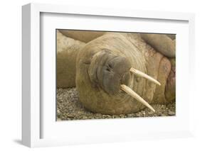 Norway, Spitsbergen, Nordaustlandet. Walrus Bull Resting on a Beach-Steve Kazlowski-Framed Photographic Print