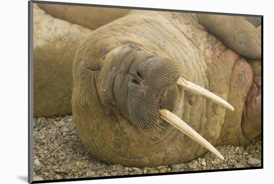 Norway, Spitsbergen, Nordaustlandet. Walrus Bull Resting on a Beach-Steve Kazlowski-Mounted Photographic Print