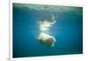 Norway, Spitsbergen, Nordaustlandet. Walrus Bull Swims Underwater-Steve Kazlowski-Framed Photographic Print