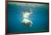 Norway, Spitsbergen, Nordaustlandet. Walrus Bull Swims Underwater-Steve Kazlowski-Framed Photographic Print