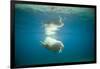 Norway, Spitsbergen, Nordaustlandet. Walrus Bull Swims Underwater-Steve Kazlowski-Framed Photographic Print