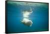 Norway, Spitsbergen, Nordaustlandet. Walrus Bull Swims Underwater-Steve Kazlowski-Framed Stretched Canvas