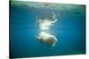 Norway, Spitsbergen, Nordaustlandet. Walrus Bull Swims Underwater-Steve Kazlowski-Stretched Canvas