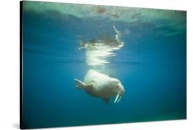 Norway, Spitsbergen, Nordaustlandet. Walrus Bull Swims Underwater-Steve Kazlowski-Stretched Canvas