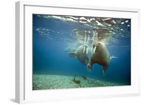 Norway, Spitsbergen, Nordaustlandet. Walrus Bull Swims Underwater-Steve Kazlowski-Framed Photographic Print