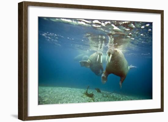 Norway, Spitsbergen, Nordaustlandet. Walrus Bull Swims Underwater-Steve Kazlowski-Framed Photographic Print