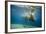 Norway, Spitsbergen, Nordaustlandet. Walrus Bull Swims Underwater-Steve Kazlowski-Framed Photographic Print