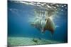 Norway, Spitsbergen, Nordaustlandet. Walrus Bull Swims Underwater-Steve Kazlowski-Mounted Photographic Print