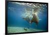 Norway, Spitsbergen, Nordaustlandet. Walrus Bull Swims Underwater-Steve Kazlowski-Framed Photographic Print