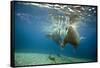 Norway, Spitsbergen, Nordaustlandet. Walrus Bull Swims Underwater-Steve Kazlowski-Framed Stretched Canvas