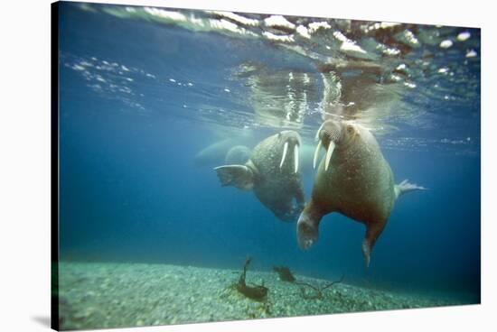 Norway, Spitsbergen, Nordaustlandet. Walrus Bull Swims Underwater-Steve Kazlowski-Stretched Canvas