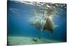 Norway, Spitsbergen, Nordaustlandet. Walrus Bull Swims Underwater-Steve Kazlowski-Stretched Canvas