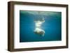 Norway, Spitsbergen, Nordaustlandet. Walrus Bull Swims Underwater-Steve Kazlowski-Framed Photographic Print