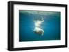 Norway, Spitsbergen, Nordaustlandet. Walrus Bull Swims Underwater-Steve Kazlowski-Framed Photographic Print