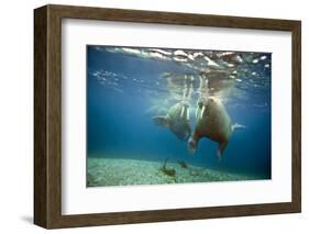 Norway, Spitsbergen, Nordaustlandet. Walrus Bull Swims Underwater-Steve Kazlowski-Framed Photographic Print