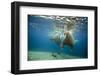 Norway, Spitsbergen, Nordaustlandet. Walrus Bull Swims Underwater-Steve Kazlowski-Framed Photographic Print