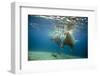 Norway, Spitsbergen, Nordaustlandet. Walrus Bull Swims Underwater-Steve Kazlowski-Framed Photographic Print