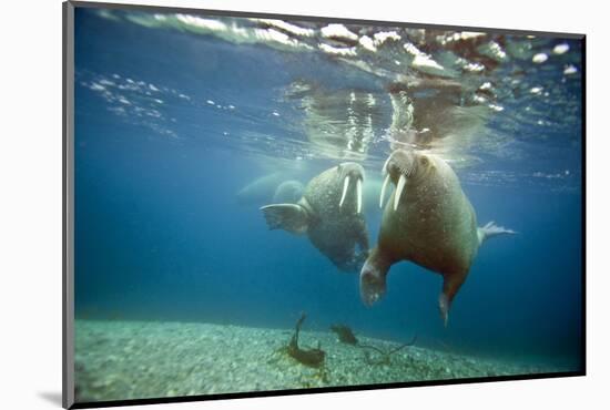 Norway, Spitsbergen, Nordaustlandet. Walrus Bull Swims Underwater-Steve Kazlowski-Mounted Photographic Print