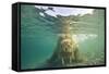 Norway, Spitsbergen, Nordaustlandet. Walrus Underwater Close-Up-Steve Kazlowski-Framed Stretched Canvas