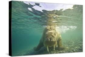 Norway, Spitsbergen, Nordaustlandet. Walrus Underwater Close-Up-Steve Kazlowski-Stretched Canvas