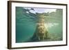 Norway, Spitsbergen, Nordaustlandet. Walrus Underwater Close-Up-Steve Kazlowski-Framed Photographic Print